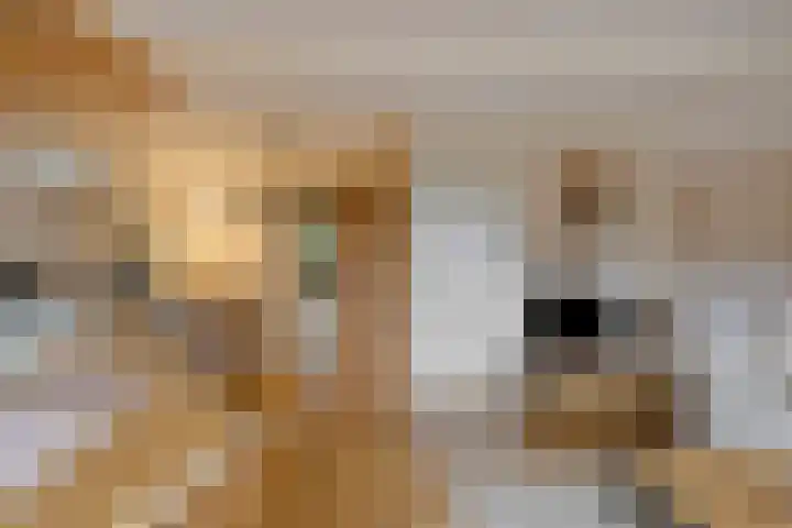 Vaart Nz 127 Appelscha thumbnail 32