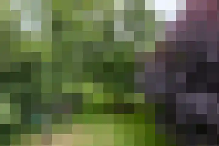 Vaart Nz 127 Appelscha thumbnail 46