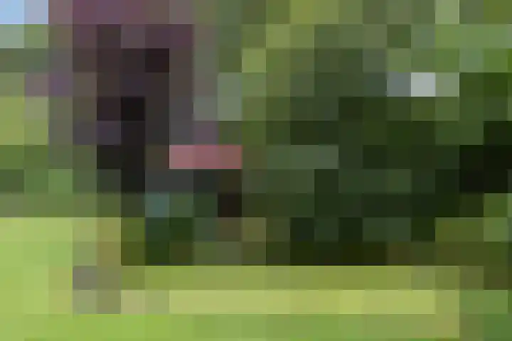 Vaart Nz 127 Appelscha thumbnail 49