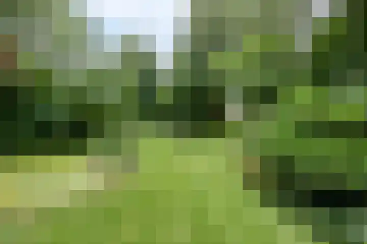 Vaart Nz 127 Appelscha thumbnail 51