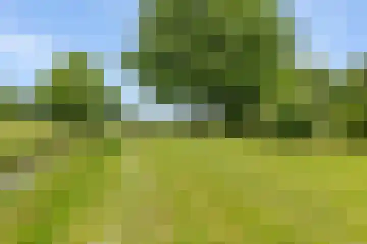 Vaart Nz 15 Appelscha thumbnail 44