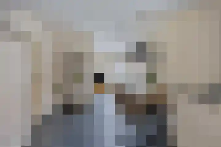 Vaart Nz 78 Appelscha thumbnail 15