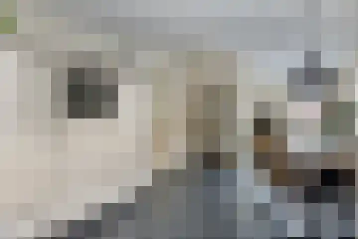 Vaart Nz 78 Appelscha thumbnail 18