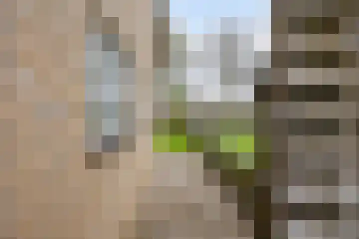 Vaart Nz 78 Appelscha thumbnail 36