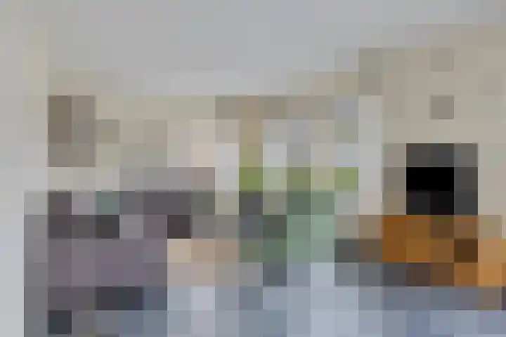 Vaart Nz 78 Appelscha thumbnail 9