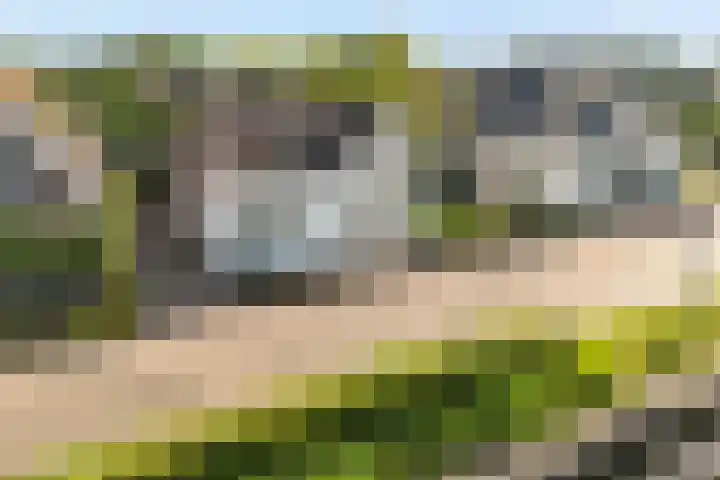 Vaart Nz 91 Appelscha thumbnail 8
