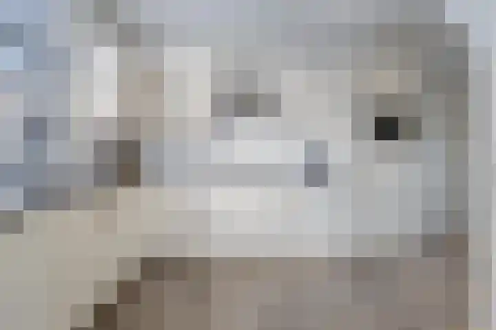 Vaart Zz 11 Appelscha thumbnail 22