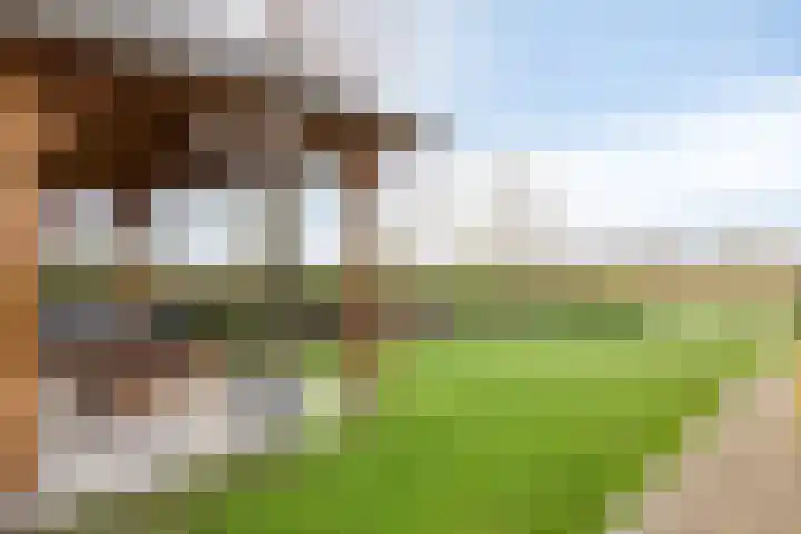 Vaartdijk 11 Someren thumbnail 35