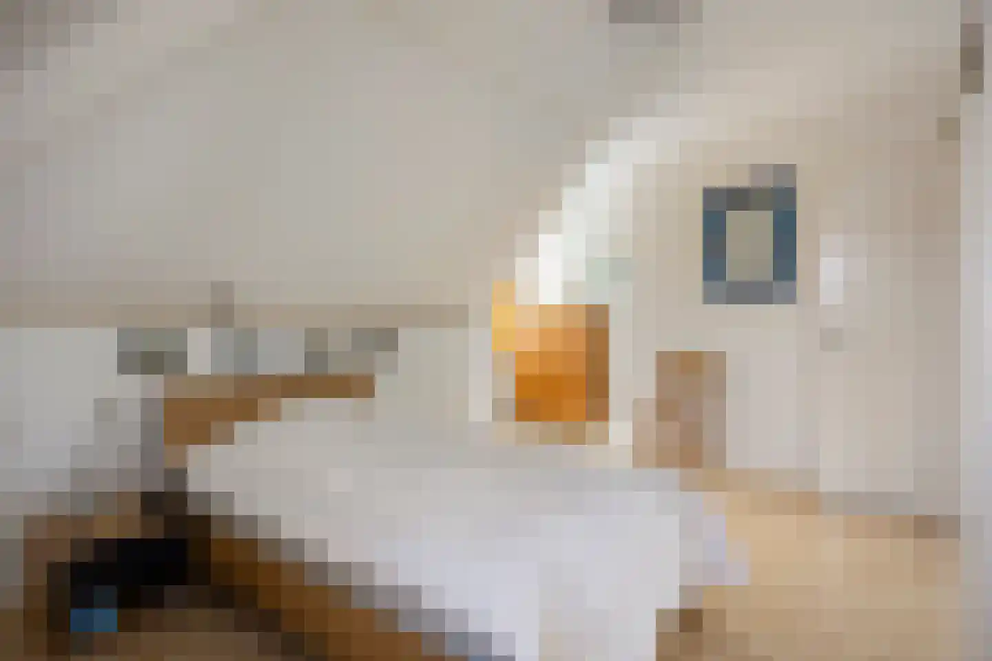 Vaartdijk 43 D Assendelft thumbnail 25