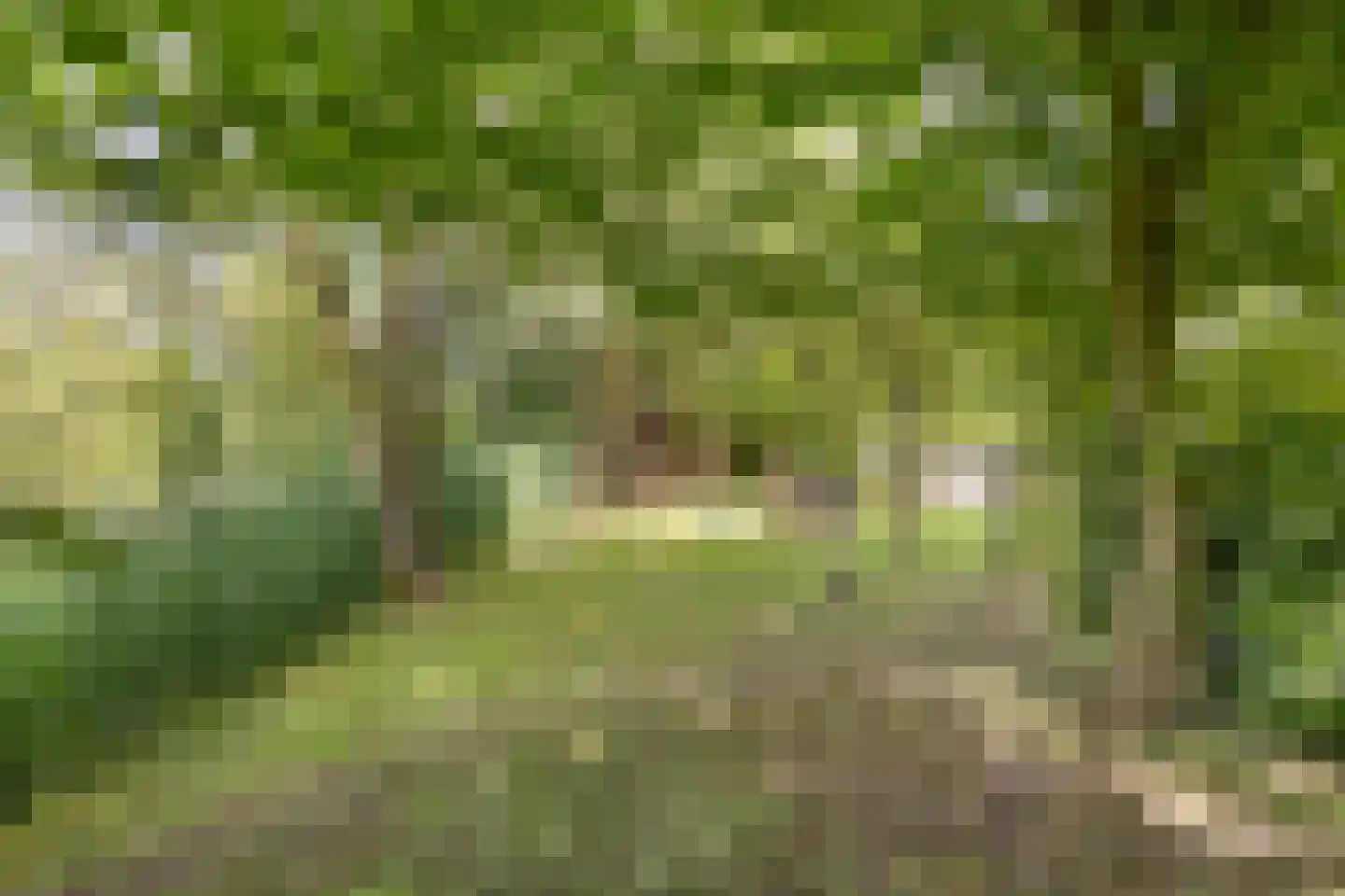 Vaartweg 34 's Gravenmoer thumbnail 58