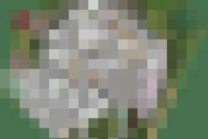 Vaarwerkhorst 5 Enschede thumbnail 34