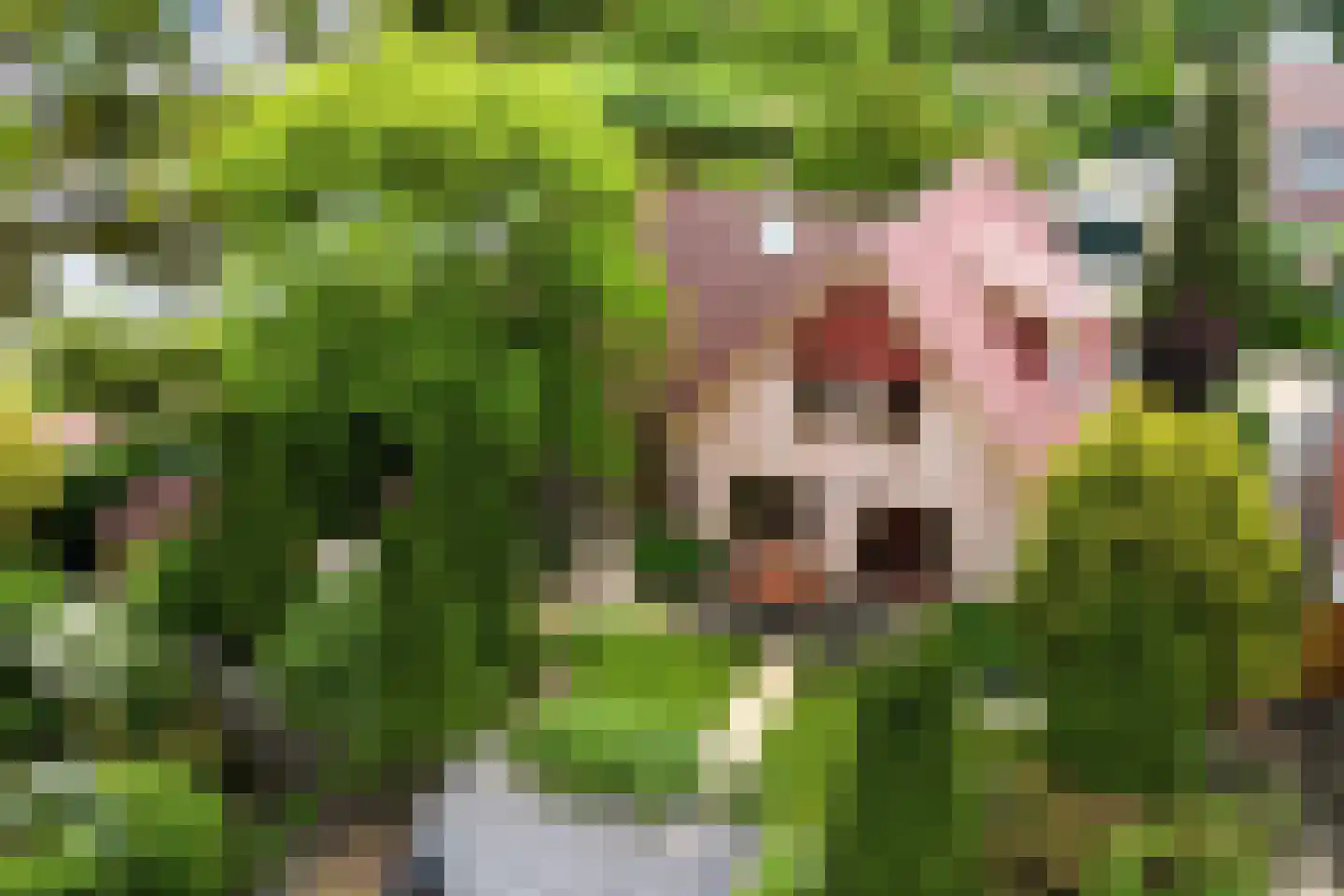 Vadersgroet 7 Zuid-Scharwoude thumbnail 61