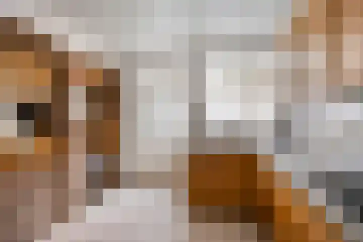 Vaesrade 19 Nuth thumbnail 13