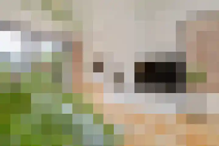 Vaesrade 95 Nuth thumbnail 11