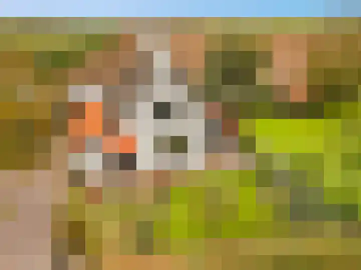 Valburgsestraat 4 Slijk-Ewijk thumbnail 4