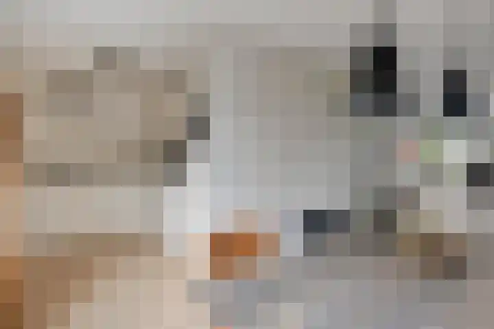 Valderseweg 63 Dwingeloo thumbnail 10