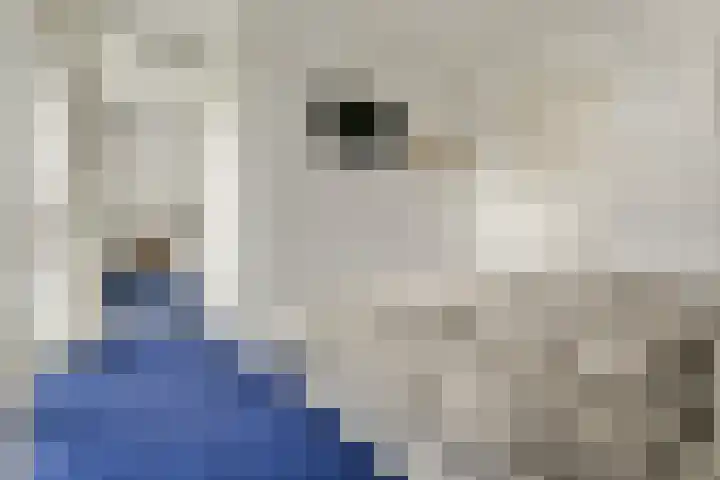 Valeriaan 11 Alphen aan den Rijn thumbnail 11