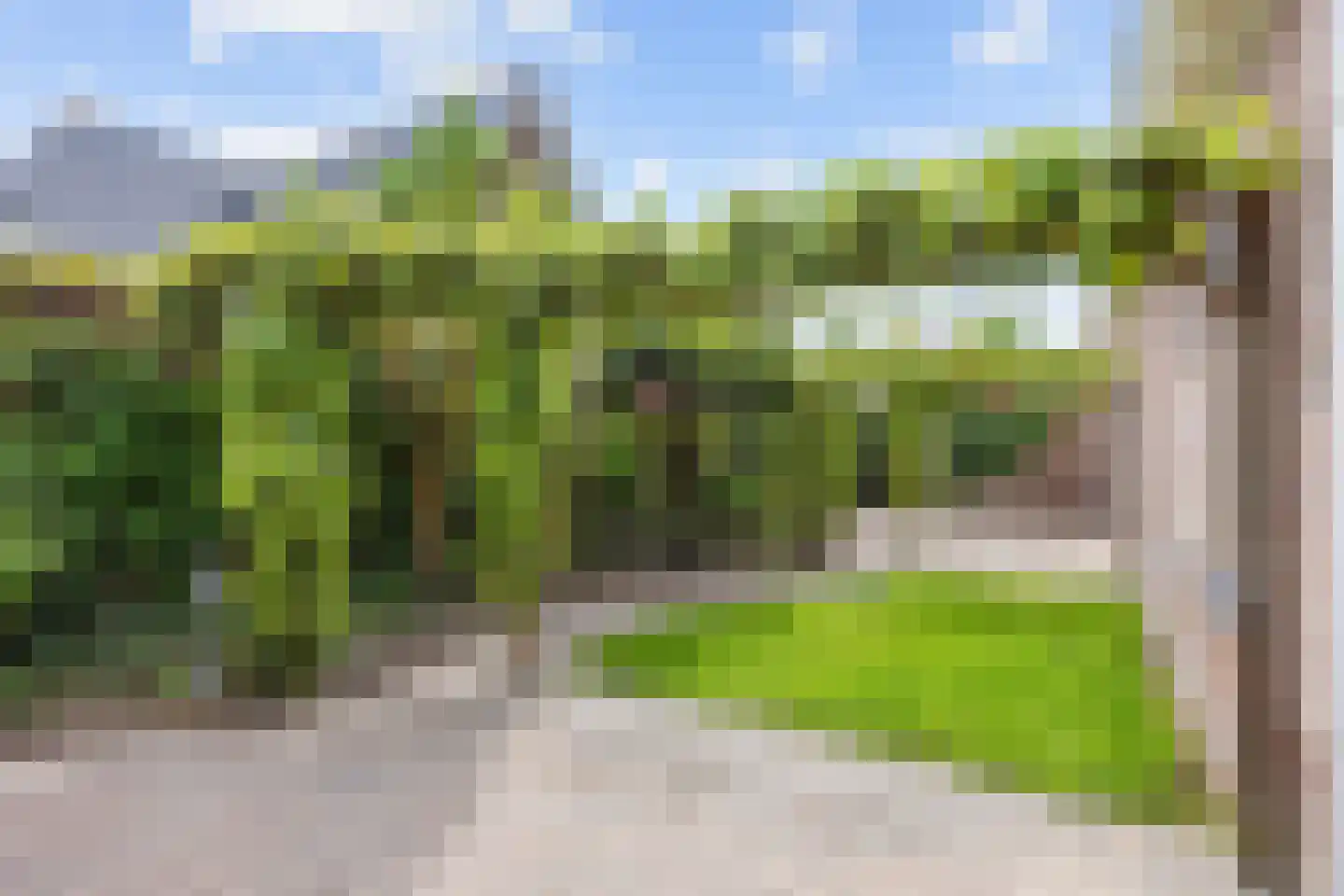 Valeriaan 12 Marum thumbnail 7