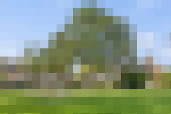 Valeriaan 14 IJsselstein thumbnail 53