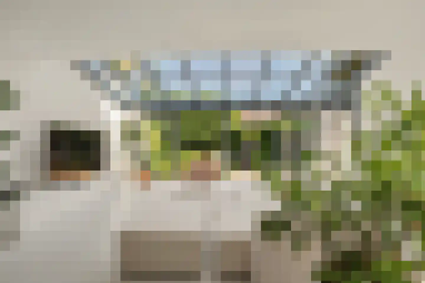 Valeriaan 19 Reeuwijk thumbnail 17