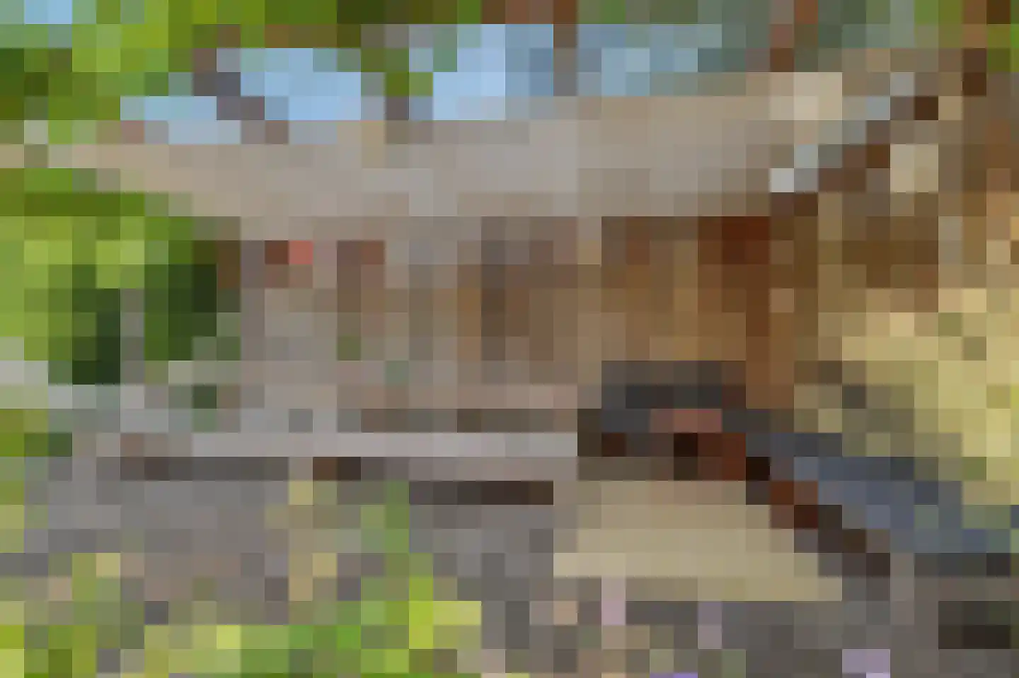 Valeriaan 19 Reeuwijk thumbnail 4