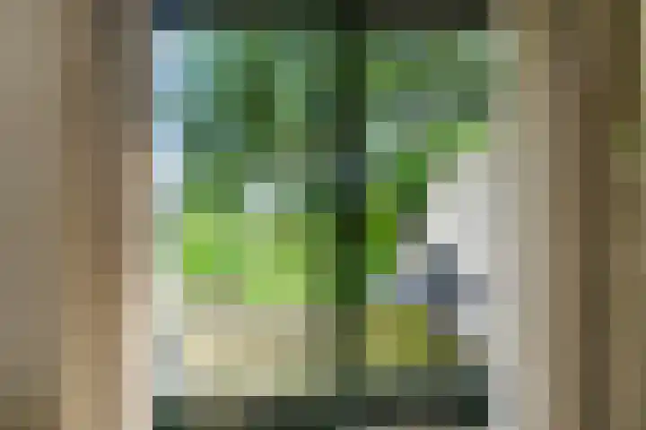 Valeriaan 25 Nijverdal thumbnail 11