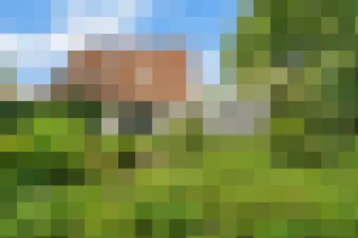 Valeriaan 25 Nijverdal thumbnail 29