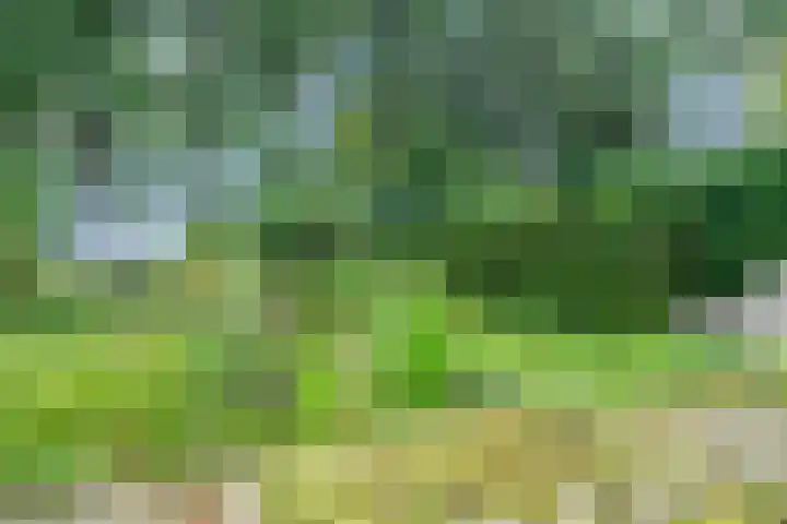Valeriaan 25 Nijverdal thumbnail 34