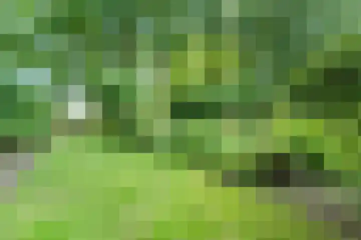 Valeriaan 25 Nijverdal thumbnail 35