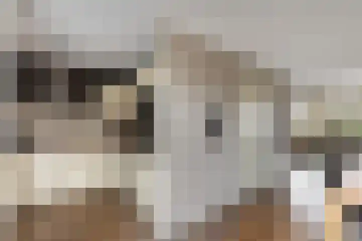 Valeriaan 26 Meppel thumbnail 17