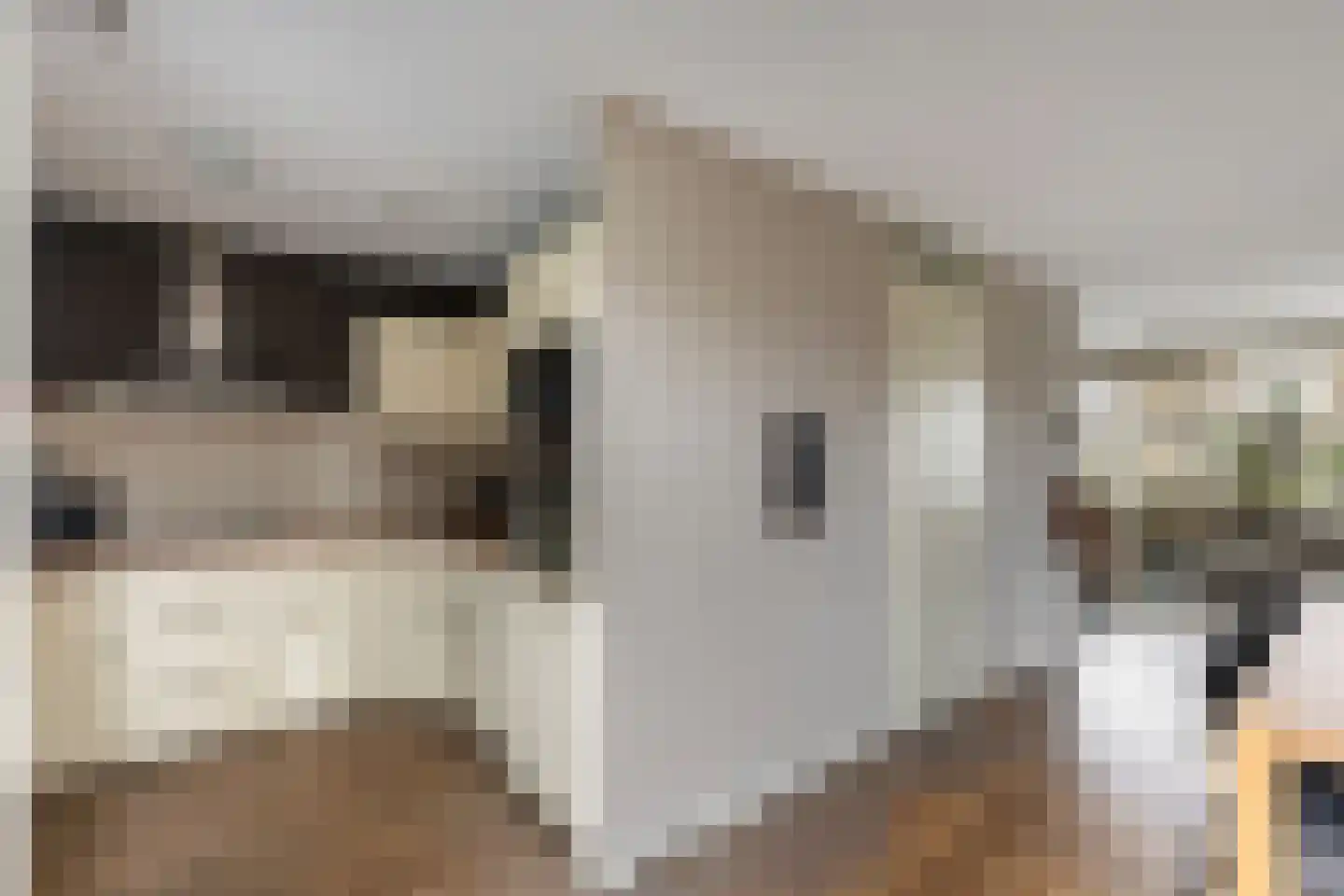 Valeriaan 26 Meppel thumbnail 17