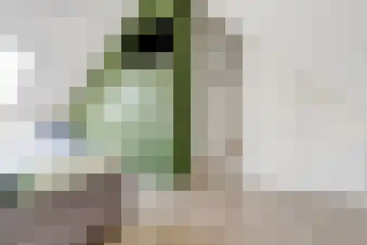 Valeriaan 3 Bladel thumbnail 30