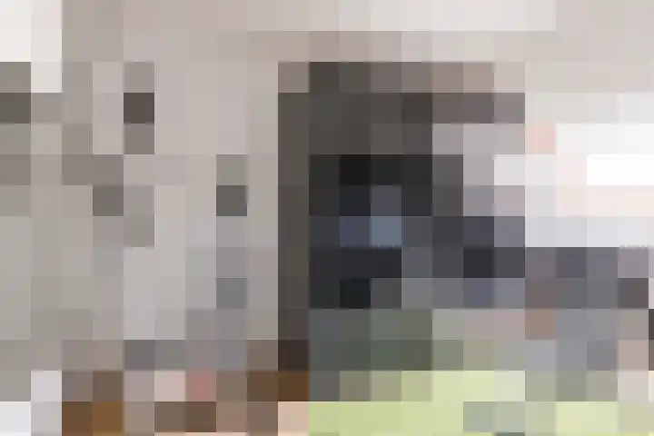 Valeriaan 3 Nootdorp thumbnail 22