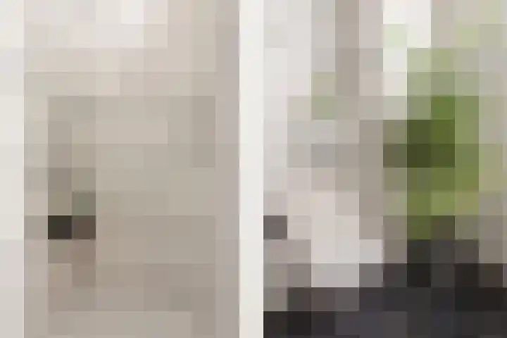 Valeriaan 3 Nootdorp thumbnail 27