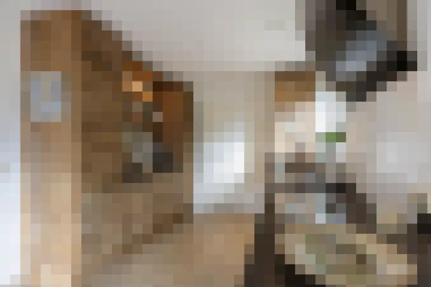 Valeriaan 30 Marum thumbnail 32
