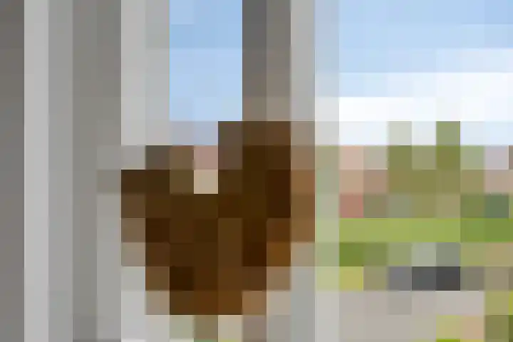 Valeriaan 35 Meppel thumbnail 21