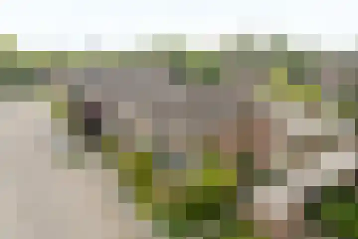 Valeriaan 42 Heerenveen thumbnail 26