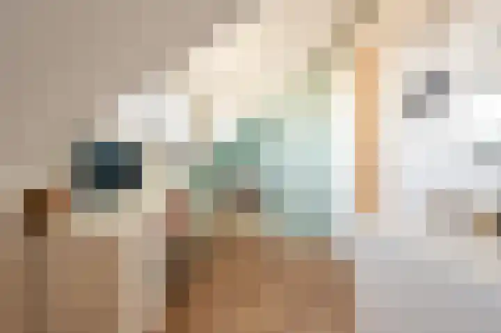 Valeriaan 7 Puttershoek thumbnail 38