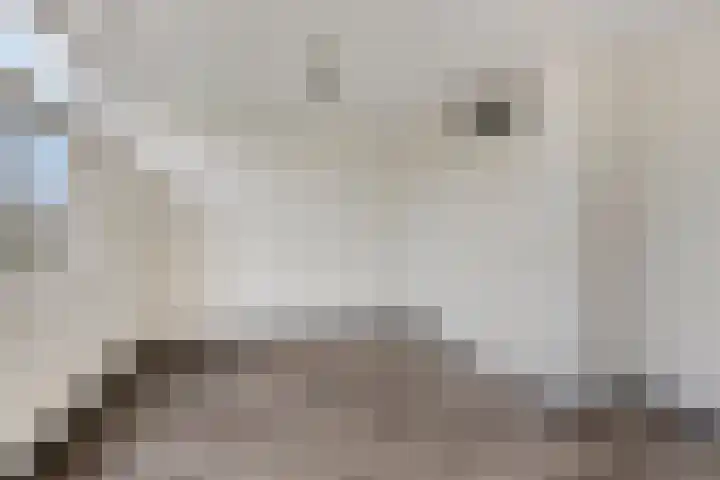 Valeriaan 82 Heerenveen thumbnail 12