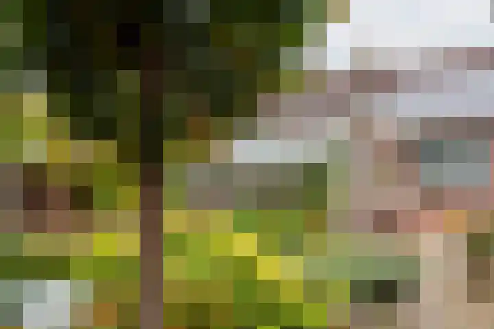 Valeriaan 9 Gendringen thumbnail 30