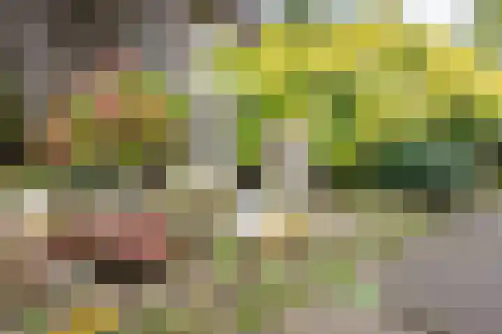 Valeriaan 9 Gendringen thumbnail 31