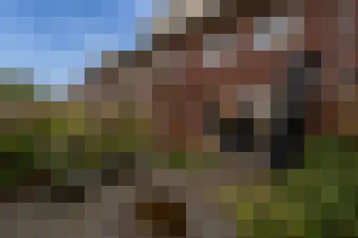 Valeriaan 93 Puttershoek thumbnail 30