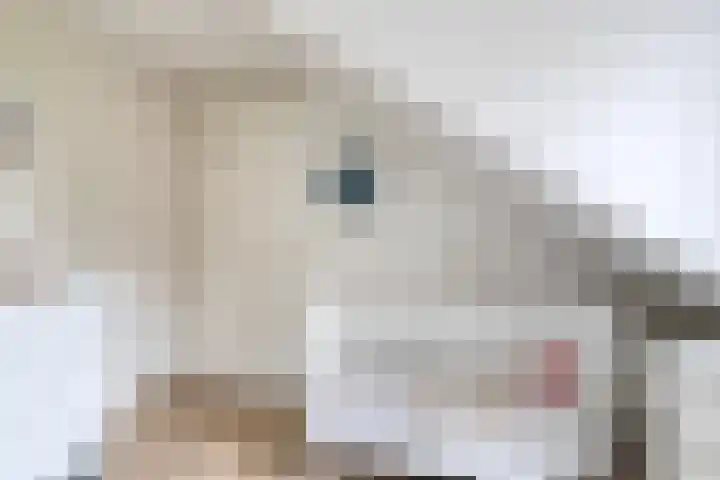 Valeriushof 19 A Maastricht thumbnail 18