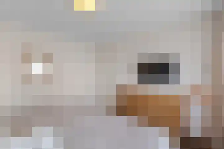 Valeriuslaan 15 Roosendaal thumbnail 20