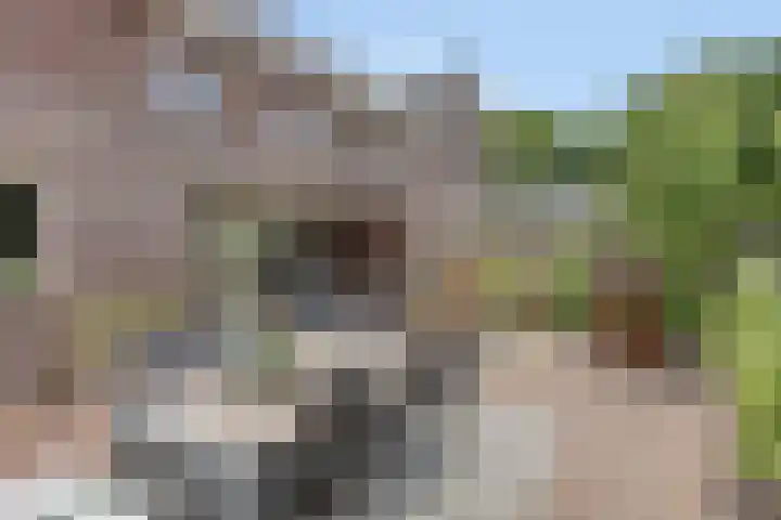 Valkappel 11 Lith thumbnail 38