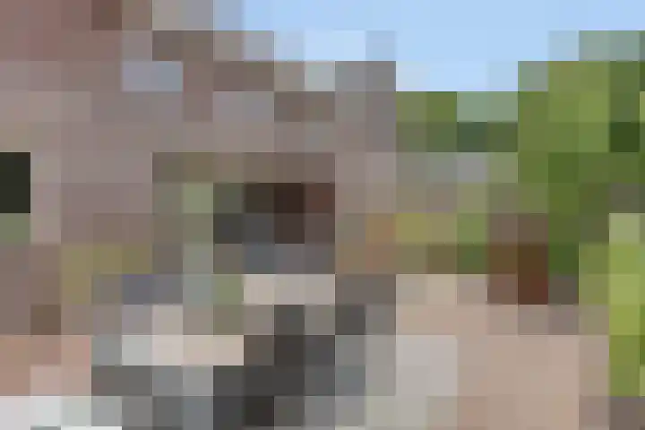 Valkappel 11 Lith thumbnail 4