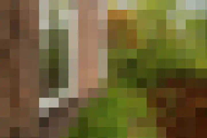 Valkenheide 39 Maarsbergen thumbnail 39