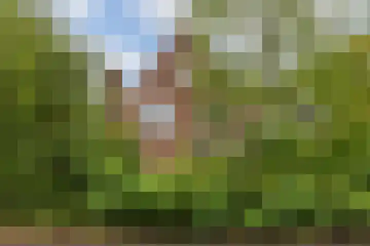 Valkenheide 39 Maarsbergen thumbnail 41