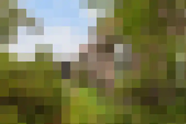 Valkenheide 39 Maarsbergen thumbnail 42