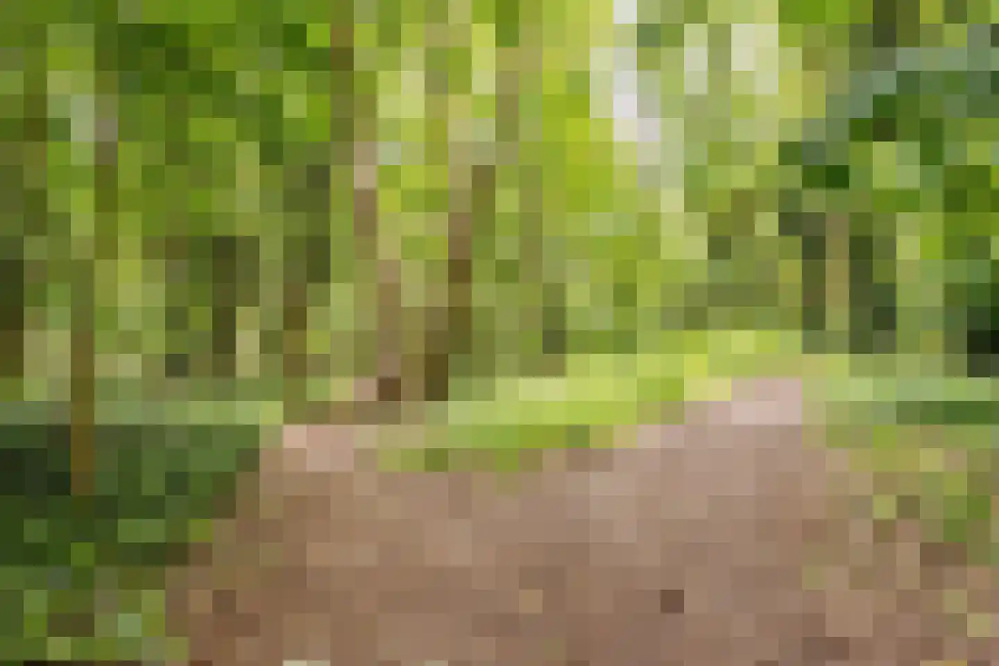 Valkenhorst 35 Cuijk thumbnail 28